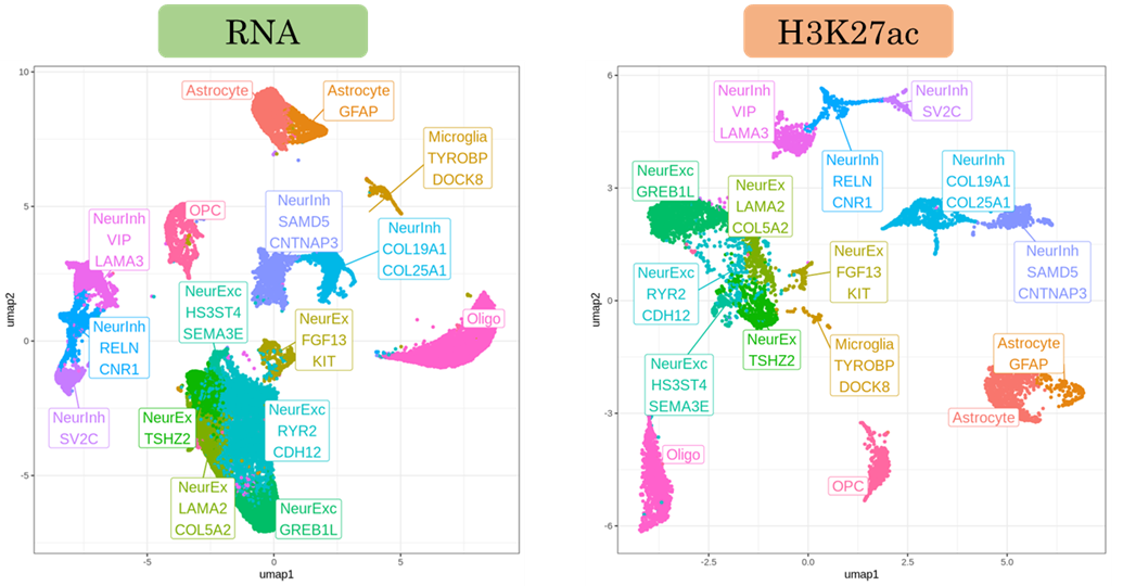 UMAP embeddings of RNA and RNA+H3K27ac in human brain