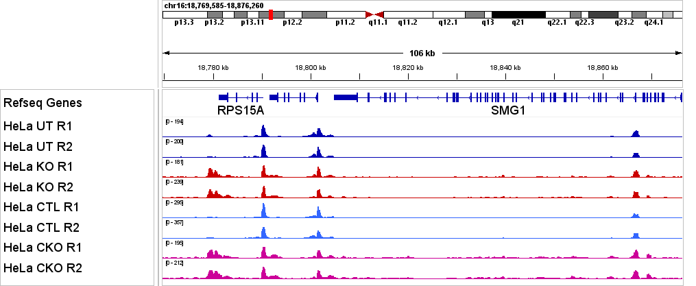 ATAC-seq genome browser showing differences between 4 conditions in ATAC-seq