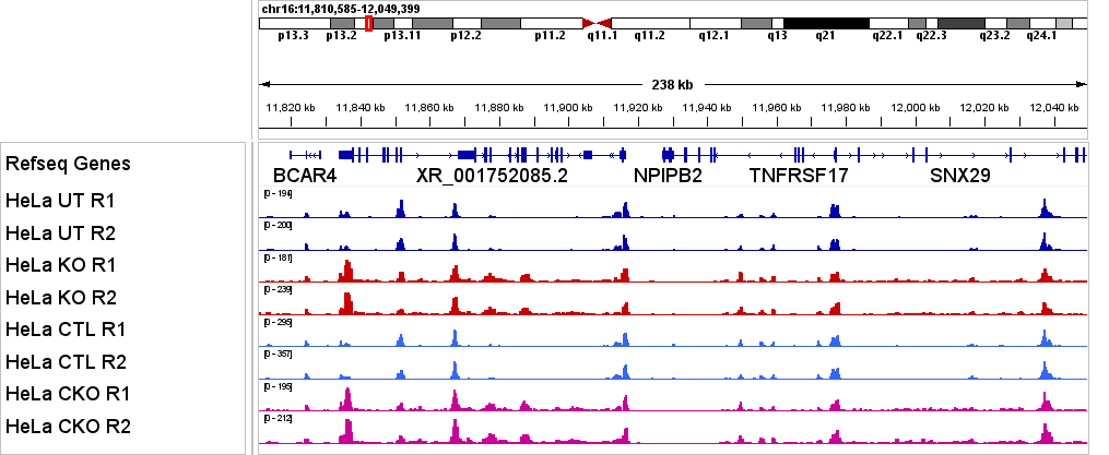 ATAC-seq genome browser showing differences between 4 conditions in ATAC-seq