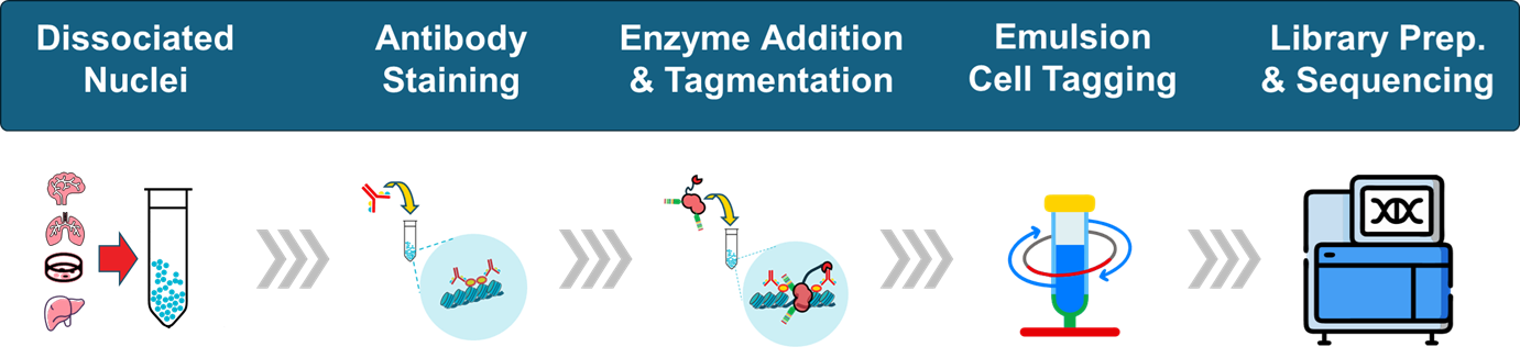 Workflow for scCUT&Tag