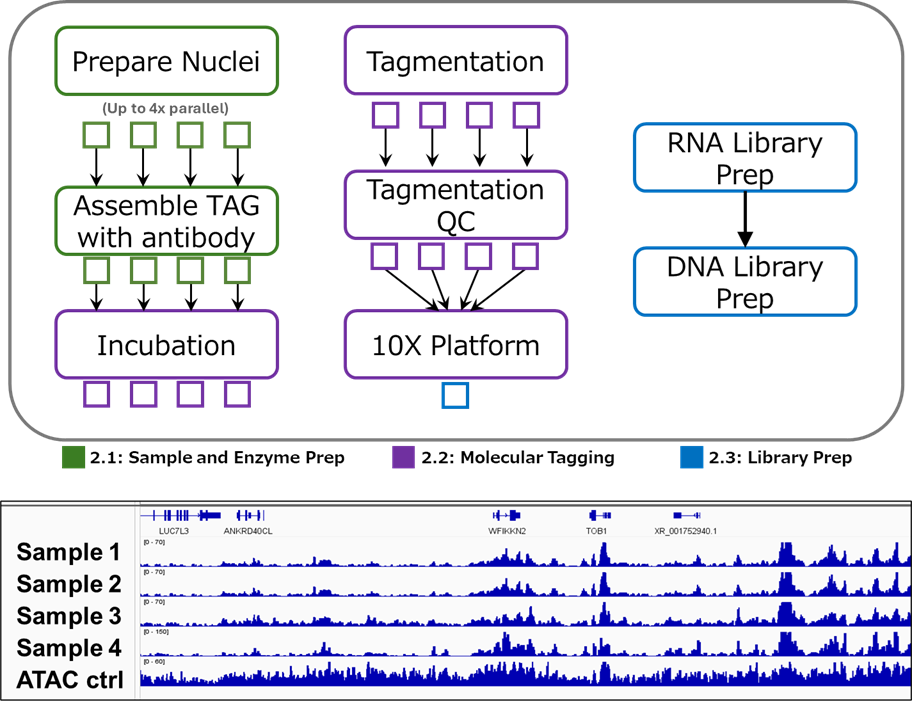 IGV genome browser tracks showing multiplexed Paired-Tag H3K27ac profiles across multiple samples