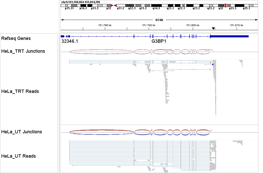 Long-read RNA-seq sashimi plot demonstrating read coverage and splicing junctions in HeLa cells