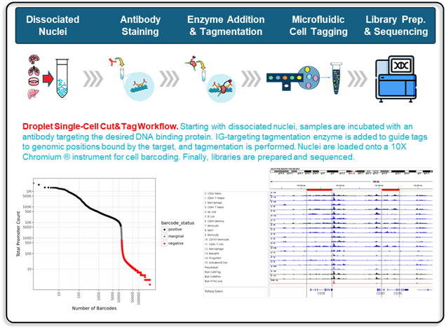 Flowchart illustrating scCUT&Tag workflow from sample intake through antibody validation, nuclei prep, encapsulation, library construction, sequencing, and data delivery