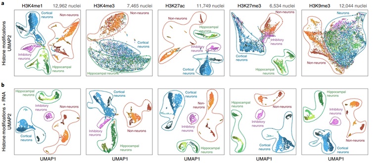 Single-Cell UMAP embeddings of various histone marks and RNA