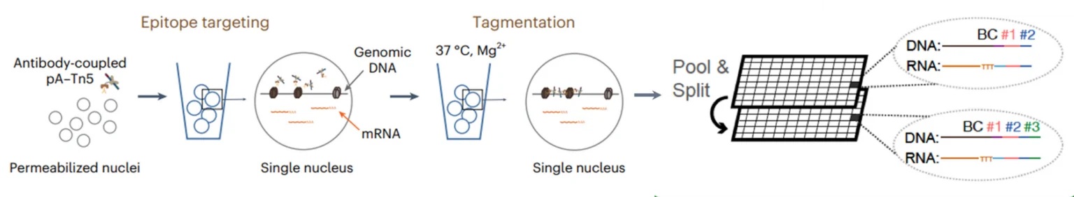 Schematic of Paired-Tag Workflow