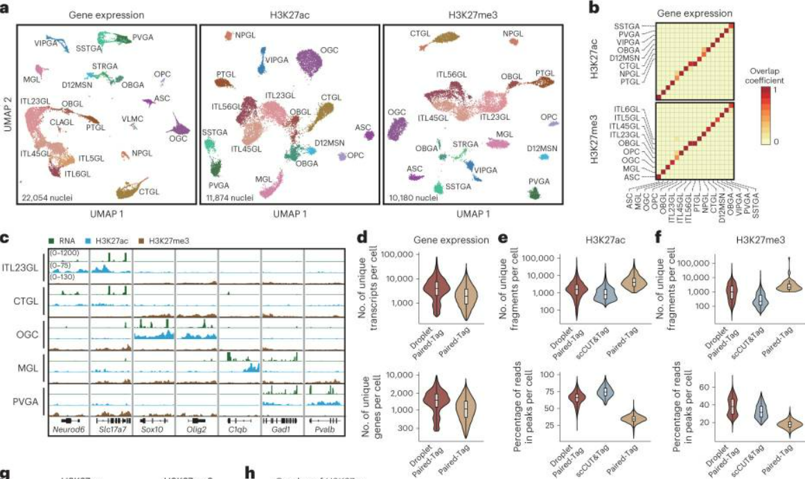 Multi-panel figure illustrating embeddings and statistics of RNA and DNA libraries