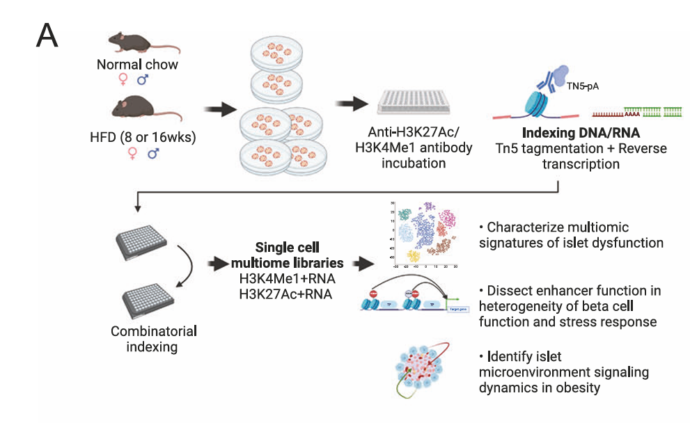 Multi-panel figure describing a single-cell experimental workflow in mice