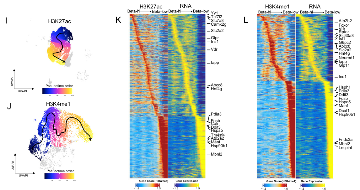 Chromatin velicty analysis for two histone marks in single cells