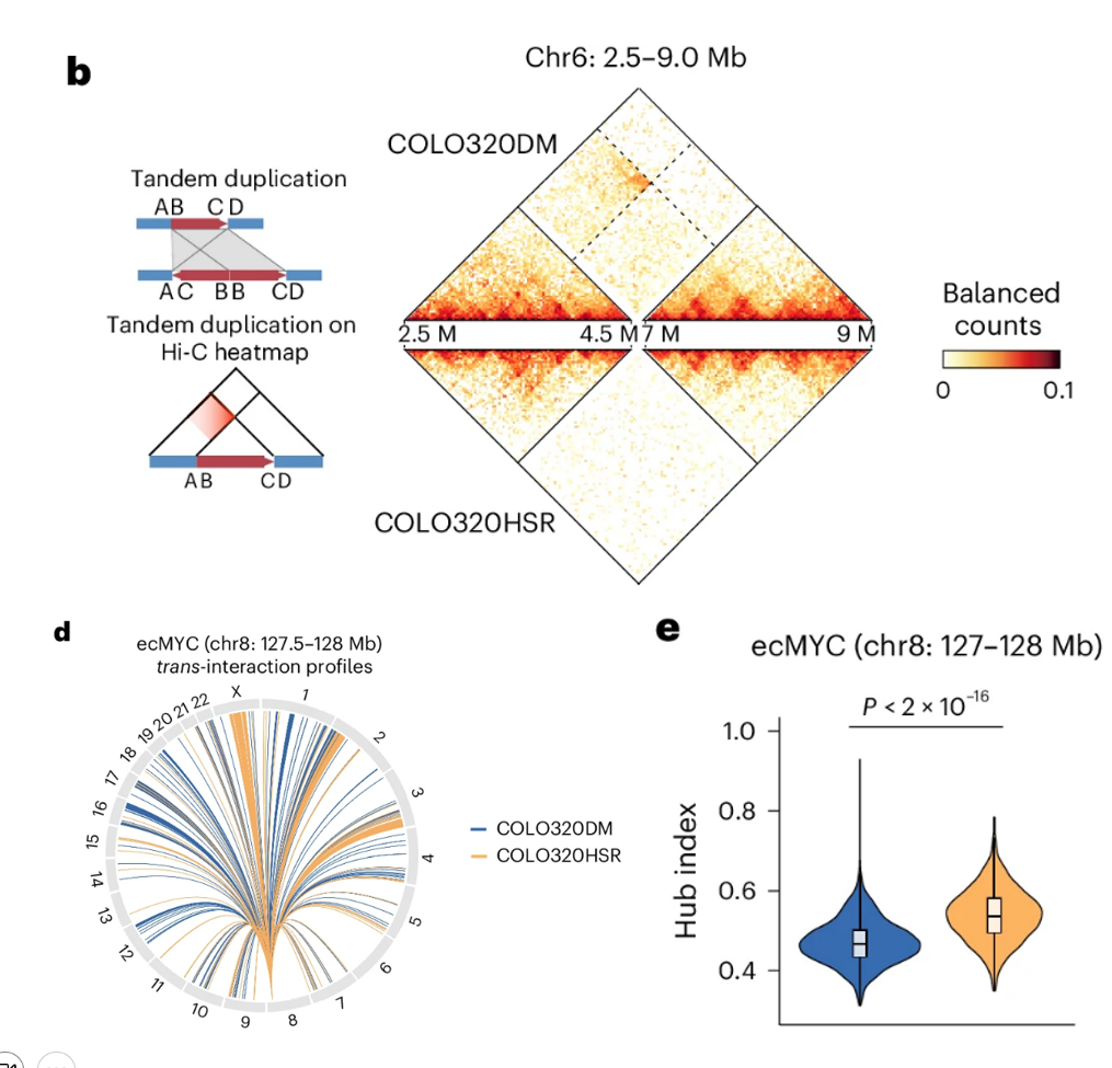 RNA velocity analysis of beta-cell stress in low-fat to high-fat diets