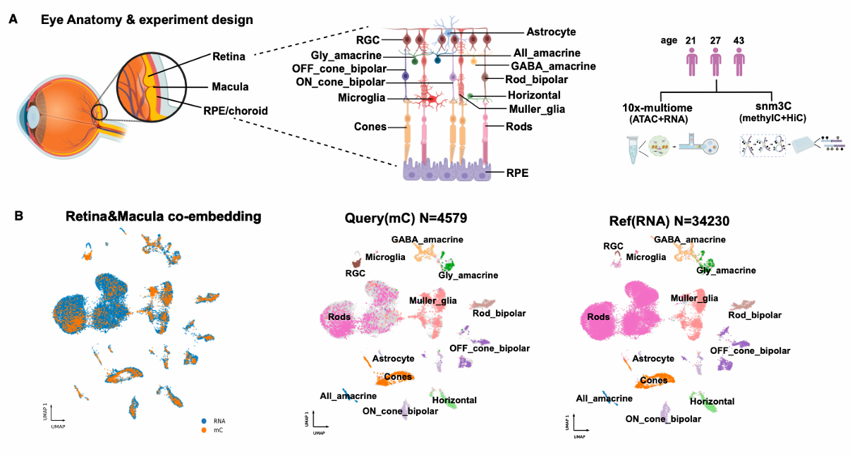 Multi-panel figure describing a retina profiling experiment and initial broad results