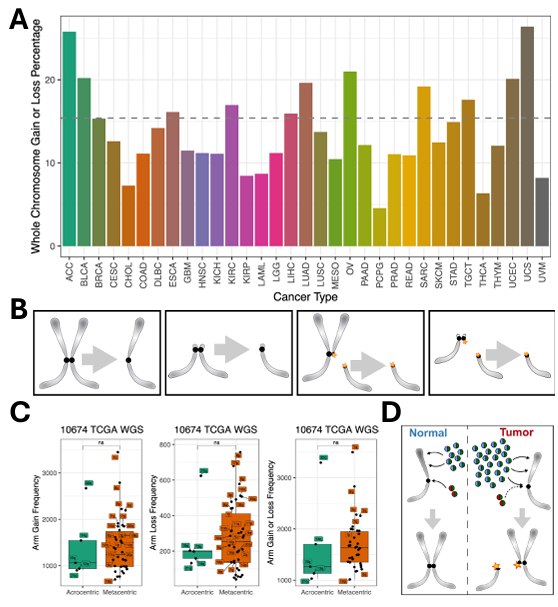 Bar chart, cartoon of missegregation, boxplots, and karyotype model.