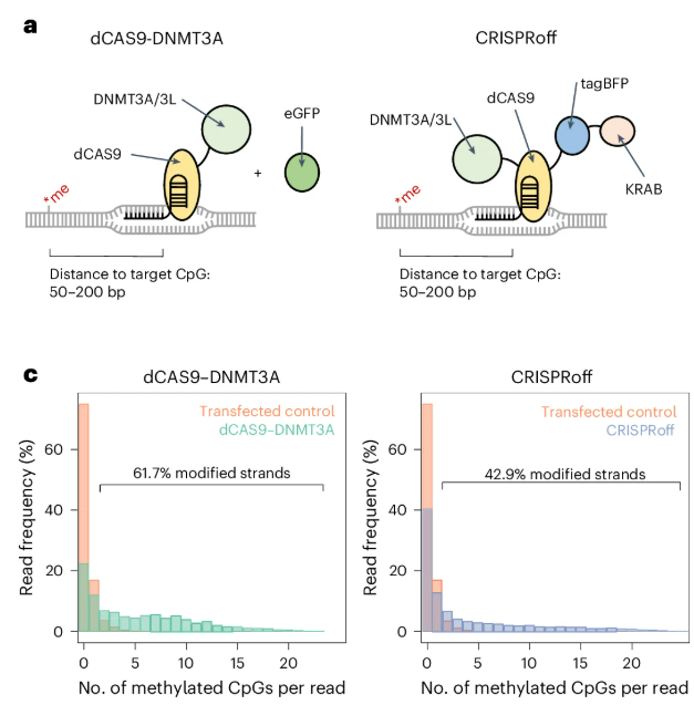 Histograms of methylated-CpG counts per read for two editing systems.