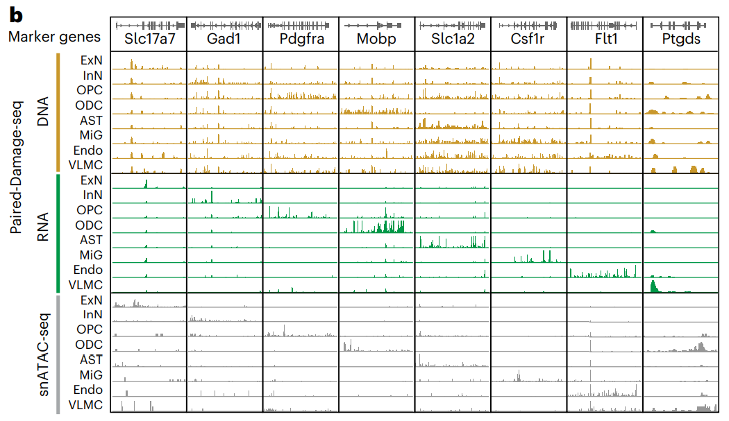 DNA, RNA, ATAC tracks at marker genes by cell type.