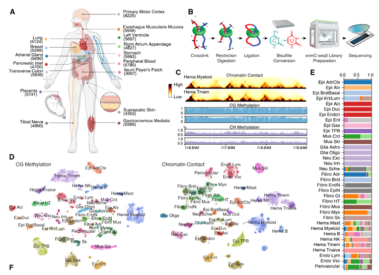 Tissue map, protocol diagram, genome tracks, UMAPs, bar chart