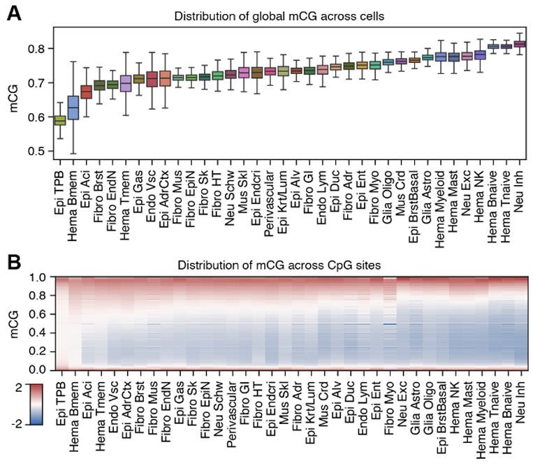 Boxplots of per-cell mCG and heatmap of site-level mCG across cell types