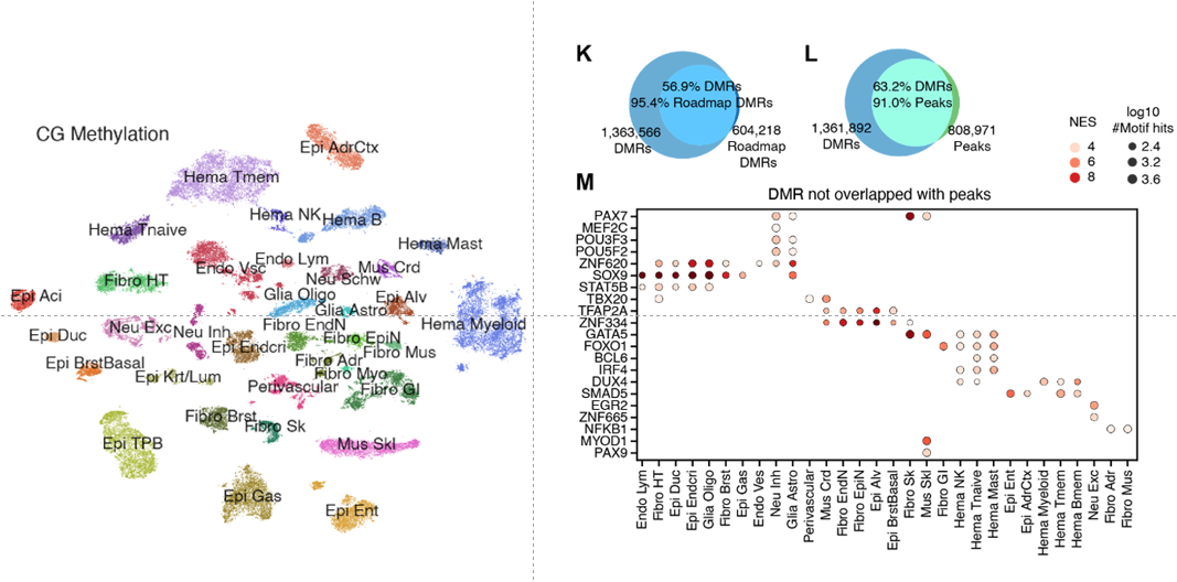 CG methylation UMAP, DMR overlap venns, motif enrichment dots. 