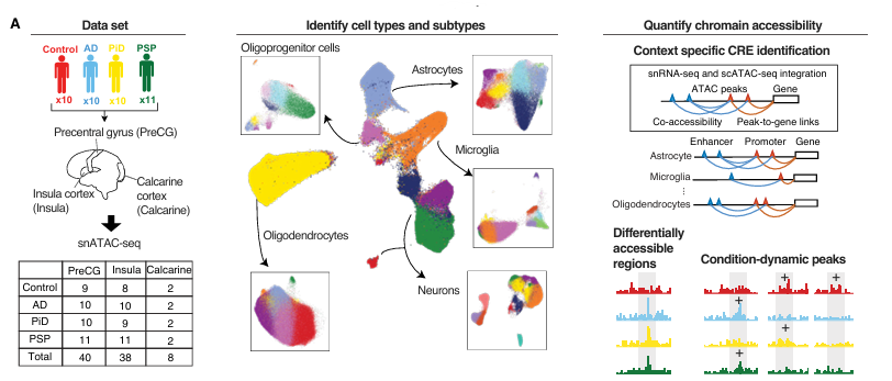Single-nucleus epigenomic landscape of AD, PiD and PSP across brain regions. 