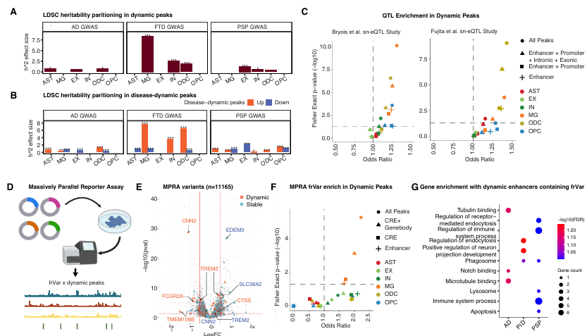Dynamic accessible regions implicate disease heritability through GWAS, MPRA and sn-eQTL analysis. 