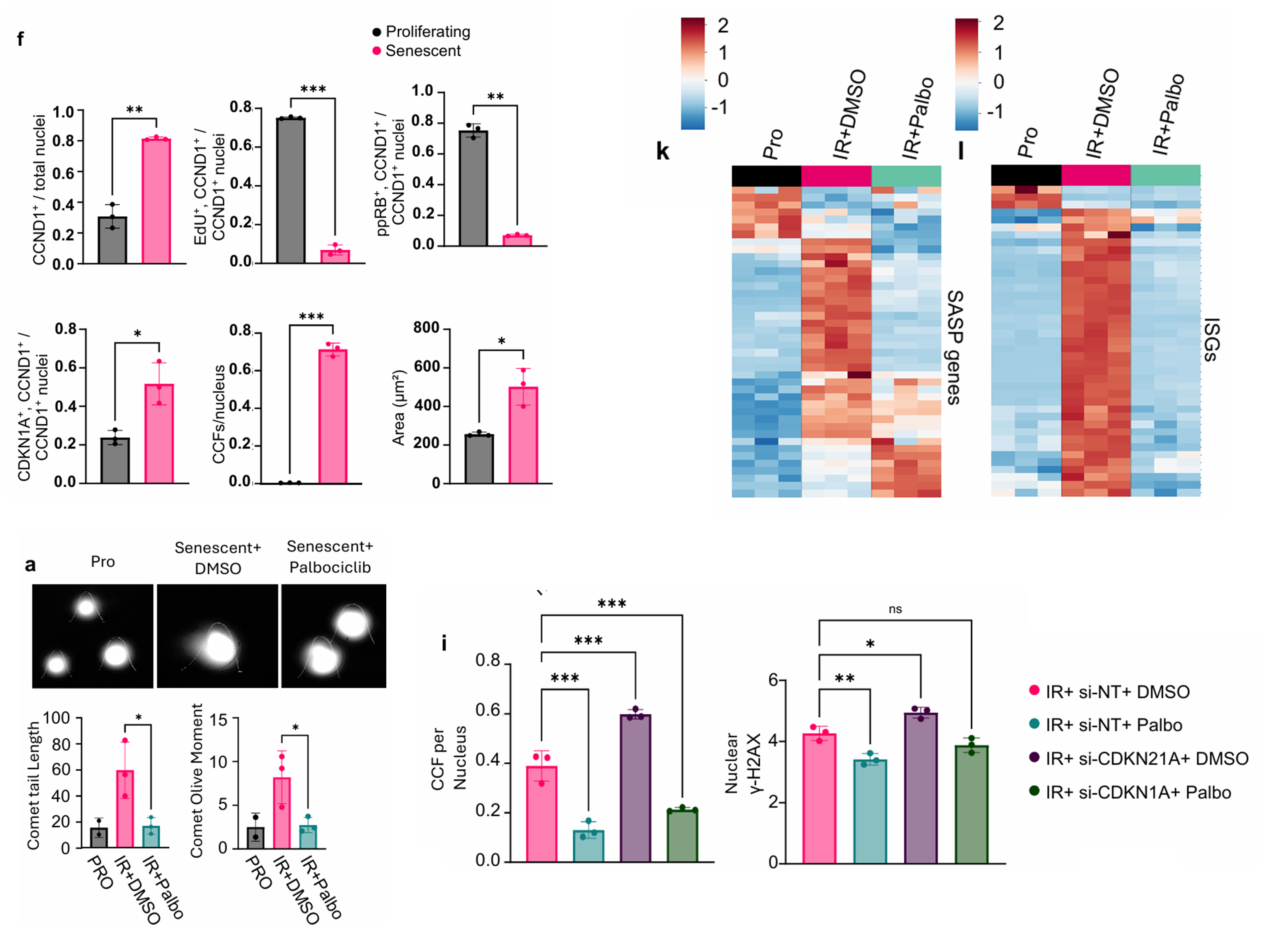 Composite overview of Rajesh et al. implicating CCND1 in senescence, DNA damage, and aging.