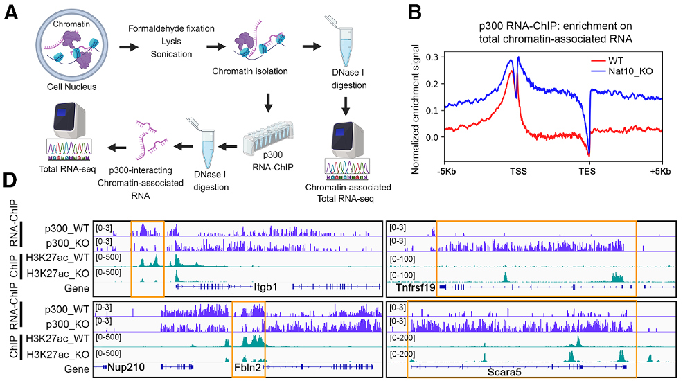 Novel Epigenetic Mechanism, via NAT10, Contributes to Metastasis